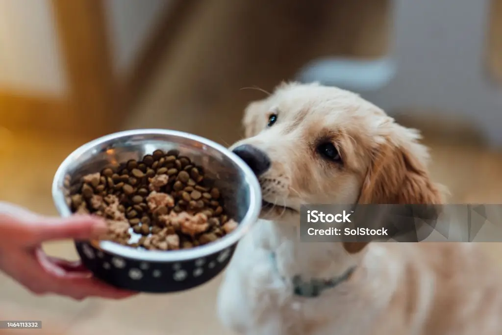 Alimento para animales